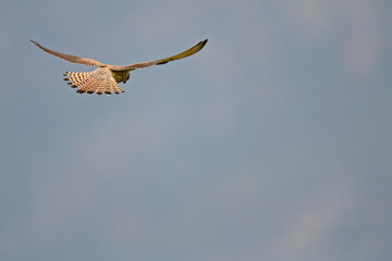 Lesser kestrel // Rötelfalke (Falco naumanni)