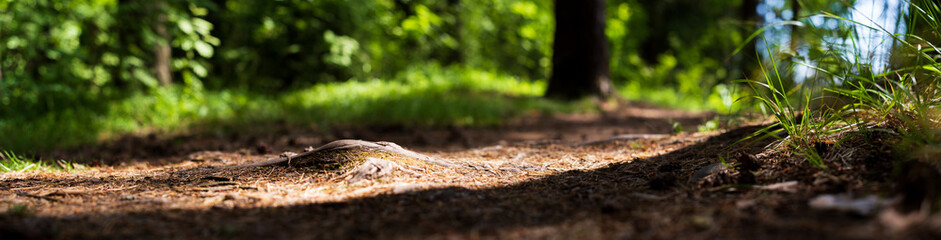 Forest path close-up with cones and roots. Low point of view in nature landscape with strong blurry background. Ecology environment