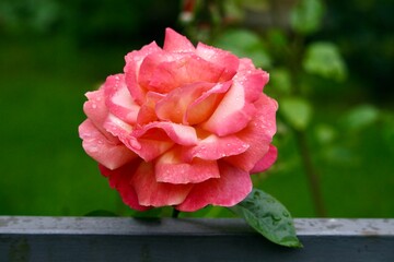 Flower growing in a garden