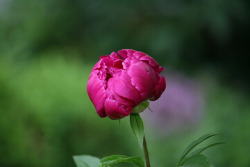 Flower growing in a garden