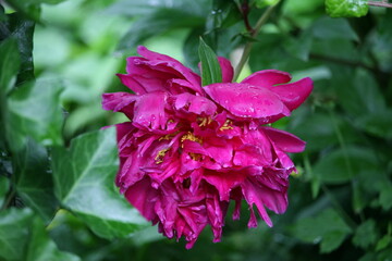 Flower growing in a garden