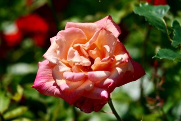 Flower growing in a garden