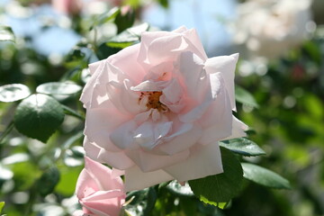 Flower growing in a garden