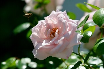 Flower growing in a garden