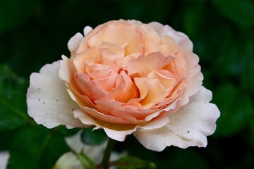 Flower growing in a garden