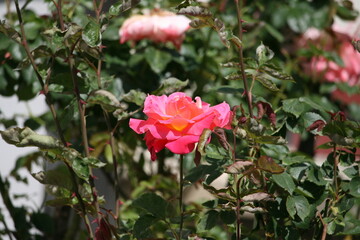 Flower growing in a garden