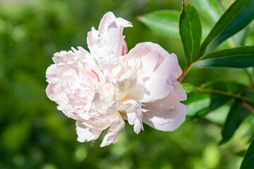 Pink peony flowers in bloom in the peony garden. Paeonia lactiflora. Shallow depth of field