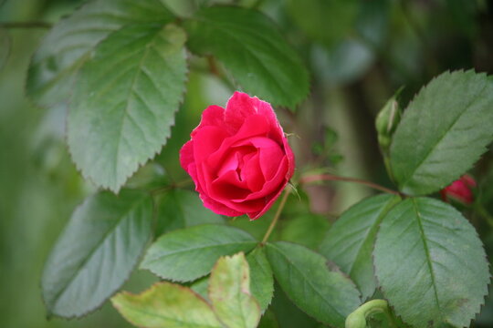 Flower growing in a garden