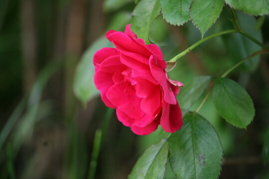Flower growing in a garden