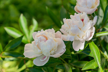 Beautiful pink peonies blooming outdoor in private summer garden. Natural floral background