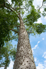 Fototapeta premium Bark of Chorisia speciosa tree. Silk Floss tree, Ceiba speciosa, spiky green tree