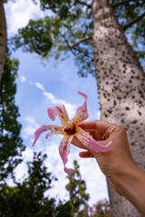 Flowers of Silk floss tree (ceiba speciosa) in the hand