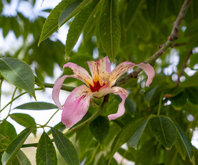 Silk floss tree (Ceiba speciosa) blooming. Paineira tree pink flowe