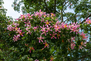Silk floss tree (Ceiba speciosa) blooming. Paineira tree pink flowe
