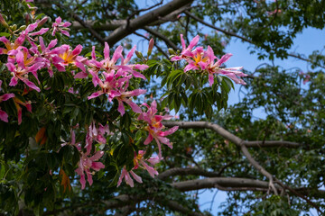 The silk floss flower - Ceiba speciosa, formerly Chorisia speciosa. Ceiba speciosa blossom