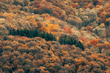 Une forêt en automne en vue aérienne