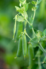 Pea bush with fresh ripe pods cultivated on vegetable garden