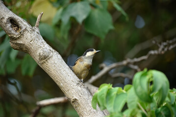 ヤマガラの幼鳥