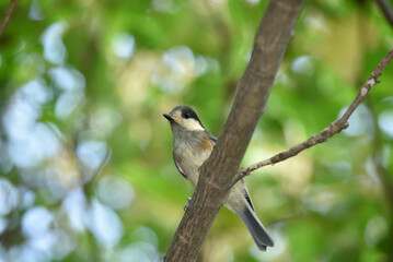 Fototapeta premium ヤマガラの幼鳥