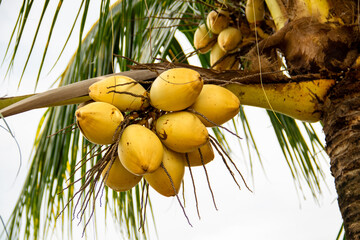 The yellow coconut fruit that is still on the tree