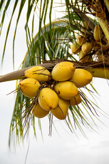 The yellow coconut fruit that is still on the tree