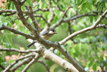 ヤマガラの幼鳥