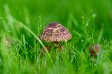 Mushroom on meadow Mushrooms at the beginning of summer season