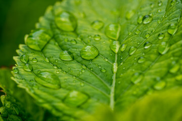 Closeup nature view of green leaf background