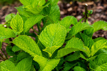Closeup nature view of green leaf background