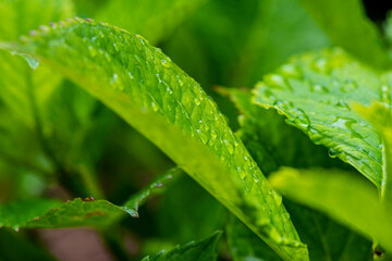 Plakat Closeup nature view of green leaf background