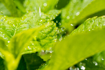 Closeup nature view of green leaf background