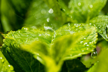 Closeup nature view of green leaf background