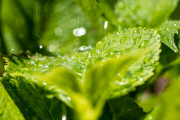Closeup nature view of green leaf background