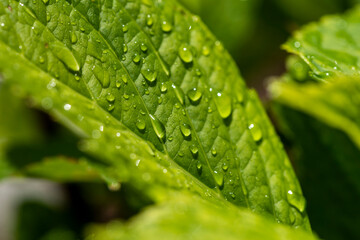 Closeup nature view of green leaf background