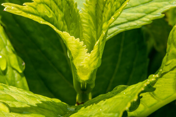 Closeup nature view of green leaf background