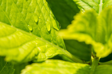 Closeup nature view of green leaf background