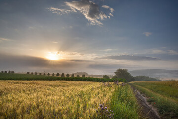 Obraz premium Sunrise in rural summer landscape between fields