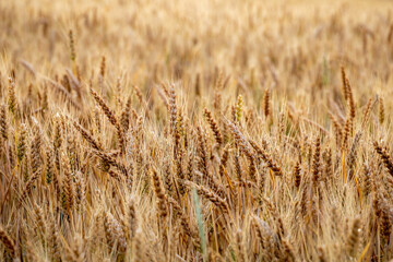 Close up shot of ripe wheat in field