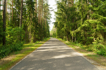 Road in the forest. Long road in summer wild coniferous forest. Spruce and pine background 