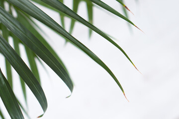 Green leaves of palm on white background