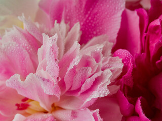 fresh bright blooming peonies flowers with dew drops on petals