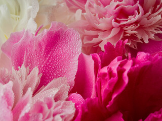 fresh bright blooming peonies flowers with dew drops on petals