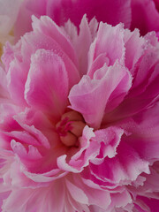 fresh bright blooming peonies flowers with dew drops on petals