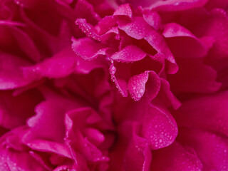 fresh bright blooming peonies flowers with dew drops on petals