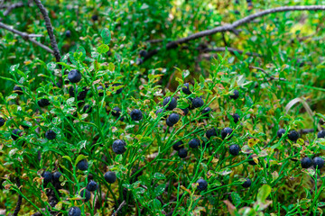 Ripe blueberries. Green blueberry bush with juicy ripe berries in the forest.