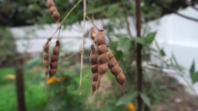Brown mature Pigeon pea growing in an organic farm, Uttarakhand India