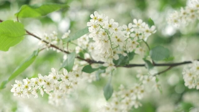 Bird-cherry tree in full bloom. Bird cherry flowers close up on blurred green background. Flowering Prunus Avium Tree with White Little Blossoms. View of a blooming in Spring. Copy space for text.