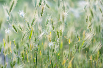 Closeup of ears of wild cereal crops at daylight sway in wind, selective soft focus. Summer landscape, blurred background. Sunlit decorative green grass. Low DOF