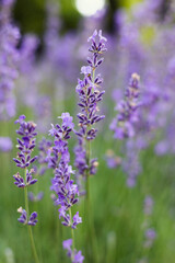 Provence - lavender field