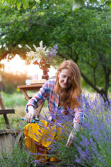 girl pruning lavender bush in the garden